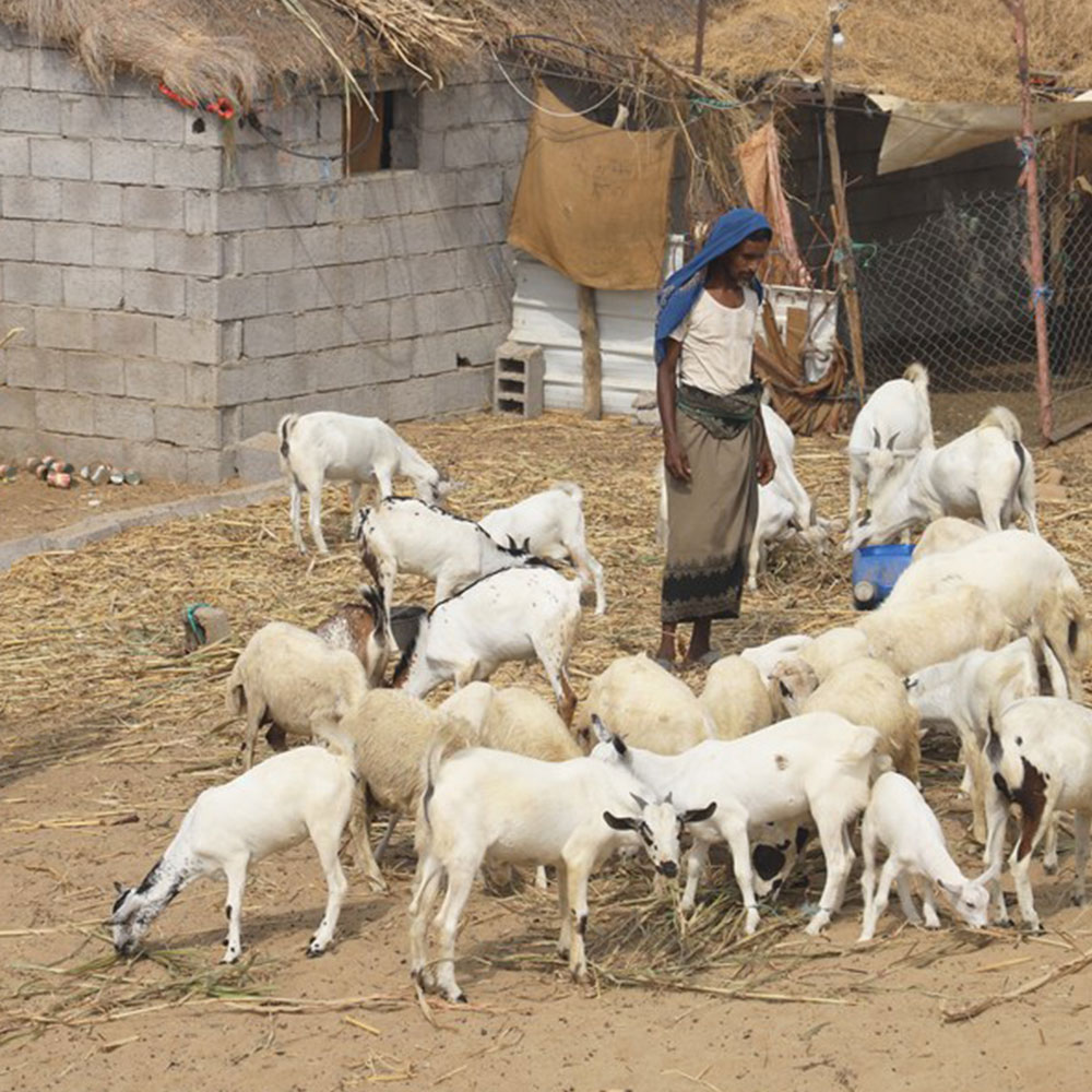 Qurban - Yemen